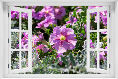 Fototapeta Naklejka Na Ścianę Okno 3D - delicate pink tropical spring flowers for international women's day, background for postcard