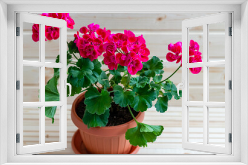 Fototapeta Naklejka Na Ścianę Okno 3D - Top picture of a pot with a geranium with pink flowers, beautifully contrasted with the green of the leaves, photographed in the house on the wooden floor