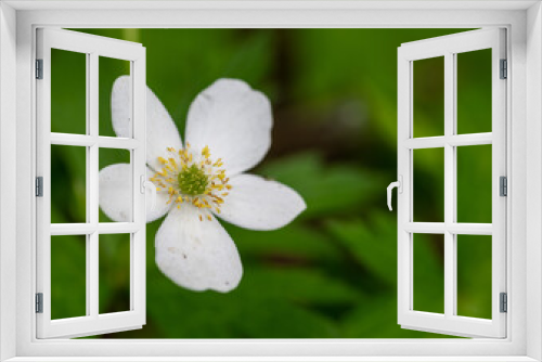 Fototapeta Naklejka Na Ścianę Okno 3D - close up of white flower