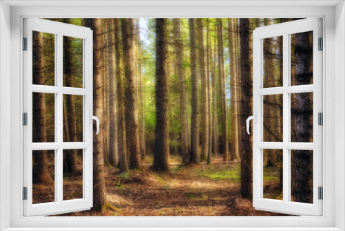 Fototapeta Naklejka Na Ścianę Okno 3D - Forest in Autumn
