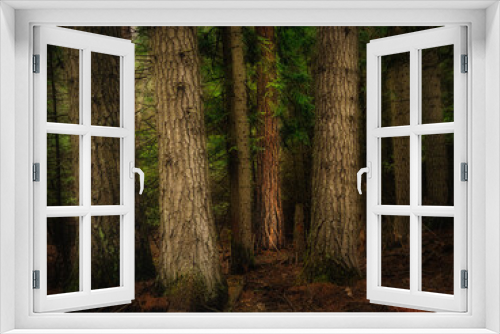 Fototapeta Naklejka Na Ścianę Okno 3D - Priest River Forest