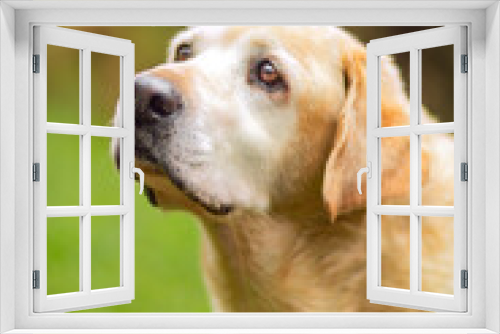 Fototapeta Naklejka Na Ścianę Okno 3D - portrait of a beautiful cute golden labrador dog looking up with orange eyes and a black nose, on a bluish green yellow, in a garden on a sunny day