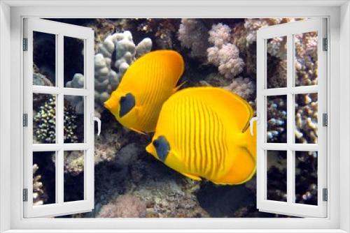 Fototapeta Naklejka Na Ścianę Okno 3D - Butterfly fish