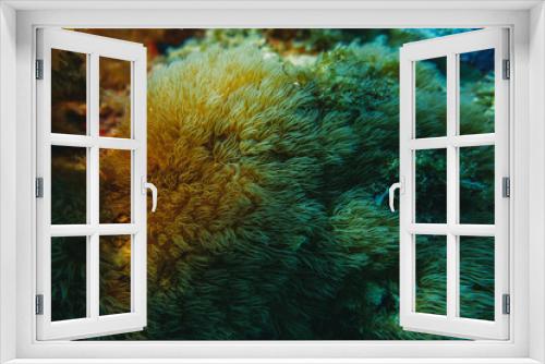 Fototapeta Naklejka Na Ścianę Okno 3D - coral reef macro ,texture, abstract marine ecosystem background