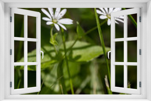 Fototapeta Naklejka Na Ścianę Okno 3D - Delicate, almost weightless white flowers of Starry oak (lat. Stellaria nemorum) - a perennial herbaceous plant