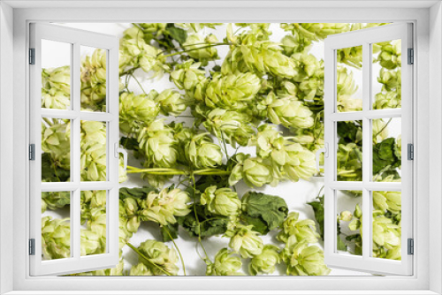 Fototapeta Naklejka Na Ścianę Okno 3D - Green ripe hop cones isolated on white background
