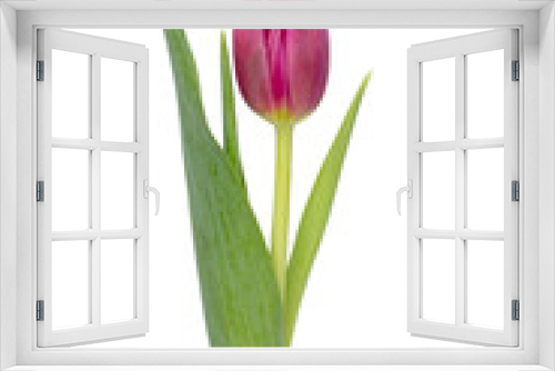 Fototapeta Naklejka Na Ścianę Okno 3D - Lilac tulip flower on whitebackground.