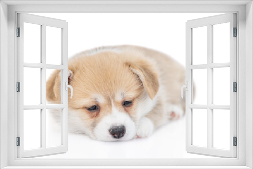 Fototapeta Naklejka Na Ścianę Okno 3D - Cute Pembroke Welsh Corgi puppy sleeps. isolated on white background
