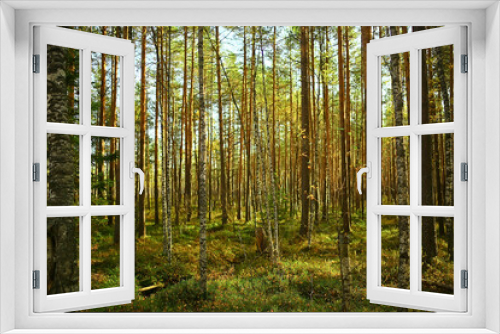 Fototapeta Naklejka Na Ścianę Okno 3D - summer landscape in forest background panorama nature summer season landscape trees