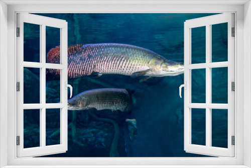 Fototapeta Naklejka Na Ścianę Okno 3D - Arapaima Sudis gigas, pirarucu. Wildlife animal