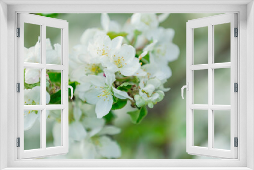 Fototapeta Naklejka Na Ścianę Okno 3D - white flowers of apple tree close-up