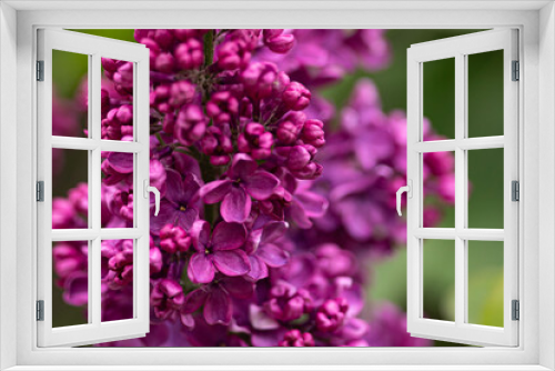 Fototapeta Naklejka Na Ścianę Okno 3D - lilac flowers
