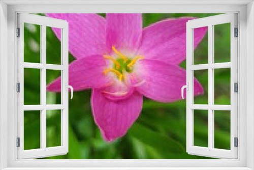 Fototapeta Naklejka Na Ścianę Okno 3D - pink rain lili
