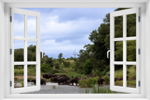 Fototapeta Naklejka Na Ścianę Okno 3D - herd of African buffalo in a river