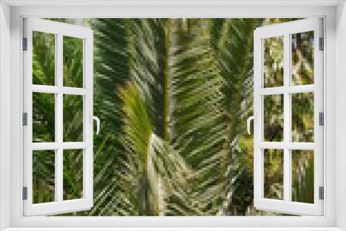 Fototapeta Naklejka Na Ścianę Okno 3D - Palm trees at tropical coast