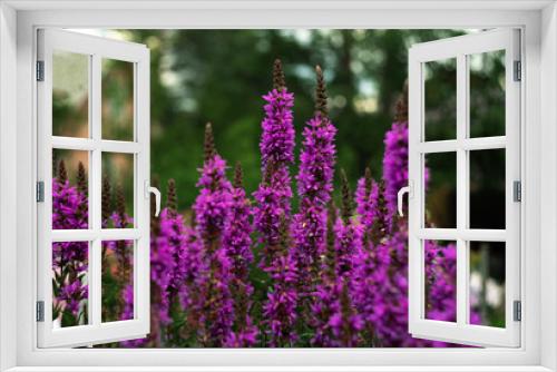 Fototapeta Naklejka Na Ścianę Okno 3D - Willow-leaved derbennik Zigeunerblut. A bush with purple flowers in the garden.Lythrum salicaria