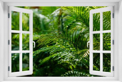 Fototapeta Naklejka Na Ścianę Okno 3D - Tropical plants in the greenhouse, winter garden, interior. Home tropical plants. Landscaping of the interior