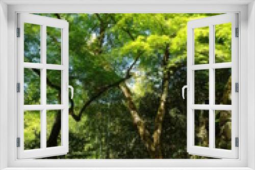 Fototapeta Naklejka Na Ścianę Okno 3D - 日本の春の美しい風景　高源寺の新緑の楓(兵庫県丹波市)