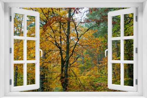 Fototapeta Naklejka Na Ścianę Okno 3D - Autumn forest of contrasting reds, greens, oranges and greens