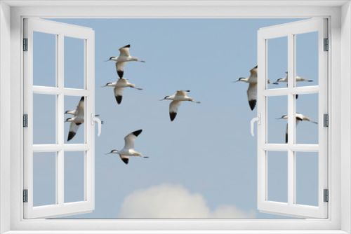 Fototapeta Naklejka Na Ścianę Okno 3D - avocets flight flying in the sky