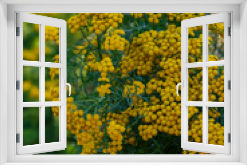 Fototapeta Naklejka Na Ścianę Okno 3D - Common tansy (lat. Tanacetum vulgare) in natural background
