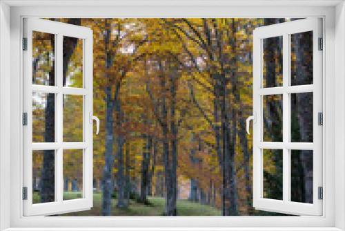 Fototapeta Naklejka Na Ścianę Okno 3D - une forêt à l'automne.