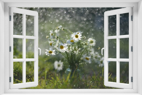 Fototapeta Naklejka Na Ścianę Okno 3D - Daisies in the rain