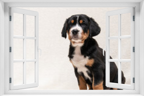 Fototapeta Naklejka Na Ścianę Okno 3D -  Swiss mountain dog