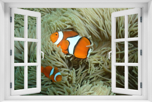 Fototapeta Naklejka Na Ścianę Okno 3D - Clownfish in Anemone