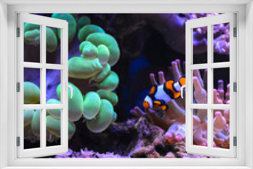 Fototapeta Naklejka Na Ścianę Okno 3D - Reef tank, marine aquarium. Blue aquarium full of fishes and plants. Tank filled with water for keeping live underwater animals. Gorgonaria, Clavularia. Zoanthus. Zebra apogon. Zebrasoma. Percula.