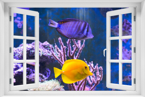 Fototapeta Naklejka Na Ścianę Okno 3D - Reef tank, marine aquarium.
