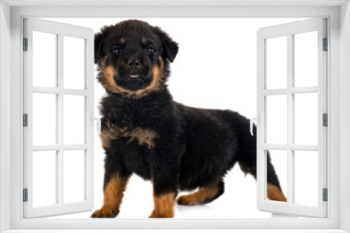 Fototapeta Naklejka Na Ścianę Okno 3D - puppy rottweiler in studio