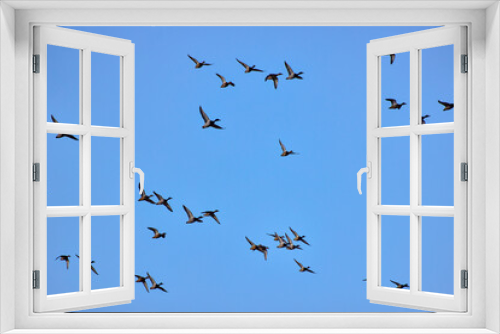 Fototapeta Naklejka Na Ścianę Okno 3D - group of ducks flying against the background of a blue sky
