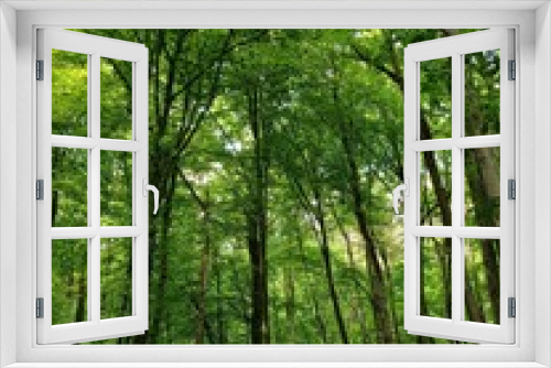 Fototapeta Naklejka Na Ścianę Okno 3D - inside of green forest in the summer