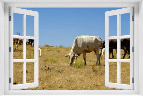Fototapeta Naklejka Na Ścianę Okno 3D - Cows grazing in the natural environment , dry grass.
