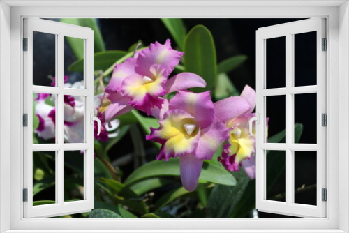 Fototapeta Naklejka Na Ścianę Okno 3D - purple iris flower