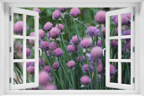 Fototapeta Naklejka Na Ścianę Okno 3D - Chive Blossoms Flowers Over Ripe