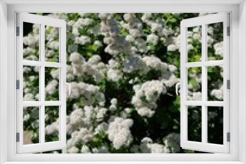 Fototapeta Naklejka Na Ścianę Okno 3D - Bush of Spiraea betulifolia blooming with small white flowers.floral wallpaper