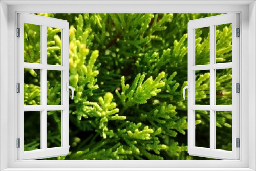 Fototapeta Naklejka Na Ścianę Okno 3D - Green plant close-up. Natural textured background.