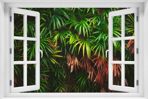 Fototapeta Naklejka Na Ścianę Okno 3D - Leaves in the forest Beautiful nature background of vertical garden with tropical green leaf