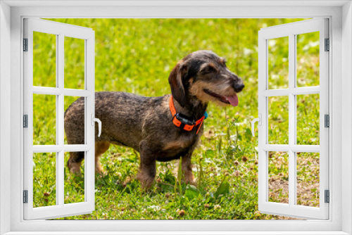 Fototapeta Naklejka Na Ścianę Okno 3D - Dog breed rough-haired dachshund (wire haired dachshund) in the park on the grass in sunny weather