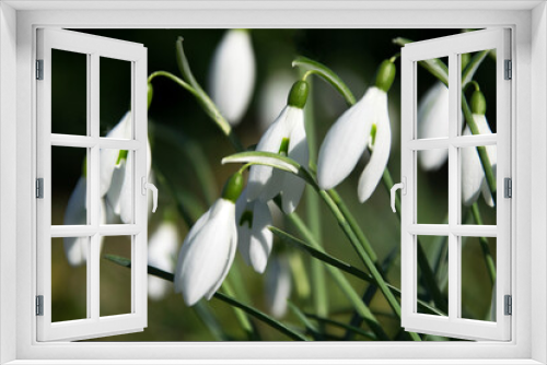 Fototapeta Naklejka Na Ścianę Okno 3D - Schneeglöckchen (Galanthus nivalis), blühend