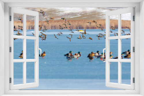Fototapeta Naklejka Na Ścianę Okno 3D - Frozen lake and birds. White blue nature background. Birds; Mallard, Eurasian Wigeon and Eurasian Teal. 