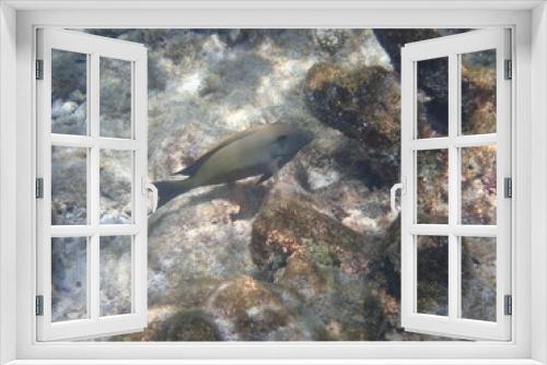 Fototapeta Naklejka Na Ścianę Okno 3D - モルディブ　ヒマフシ島の魚