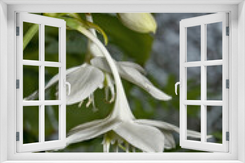 Fototapeta Naklejka Na Ścianę Okno 3D - Amazon Lily (Eucharis grandiflora) in greenhouse