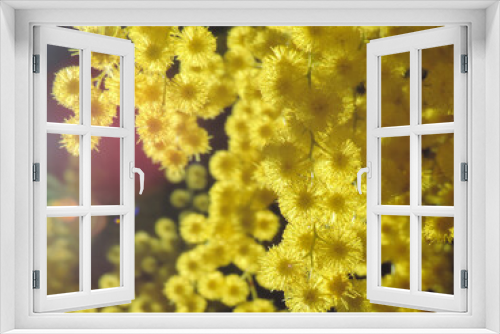 Fototapeta Naklejka Na Ścianę Okno 3D - Closeup of beautiful blooming bright yellow fluffy mimosa flowers shining in sunlight