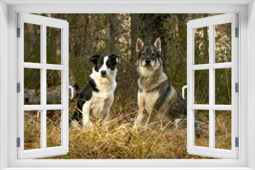 Fototapeta Naklejka Na Ścianę Okno 3D - Portrait chien loup tchécoslovaque avec border collie