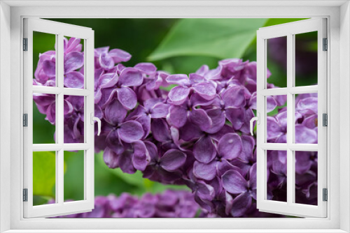 Fototapeta Naklejka Na Ścianę Okno 3D - violet Syringa vulgaris or common lilac blossom