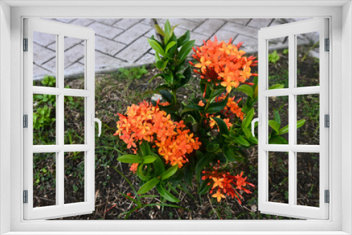 Fototapeta Naklejka Na Ścianę Okno 3D - Miniature Orange Ixoras next to the Garden pathway
