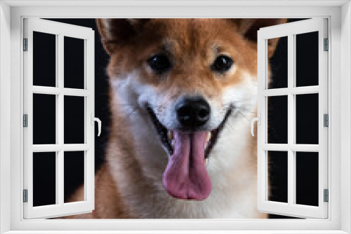 Fototapeta Naklejka Na Ścianę Okno 3D - portrait of shiba inu on a black background